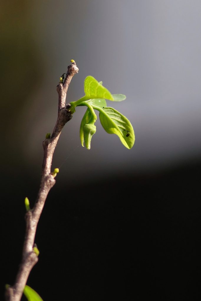 survival, leaf, bud