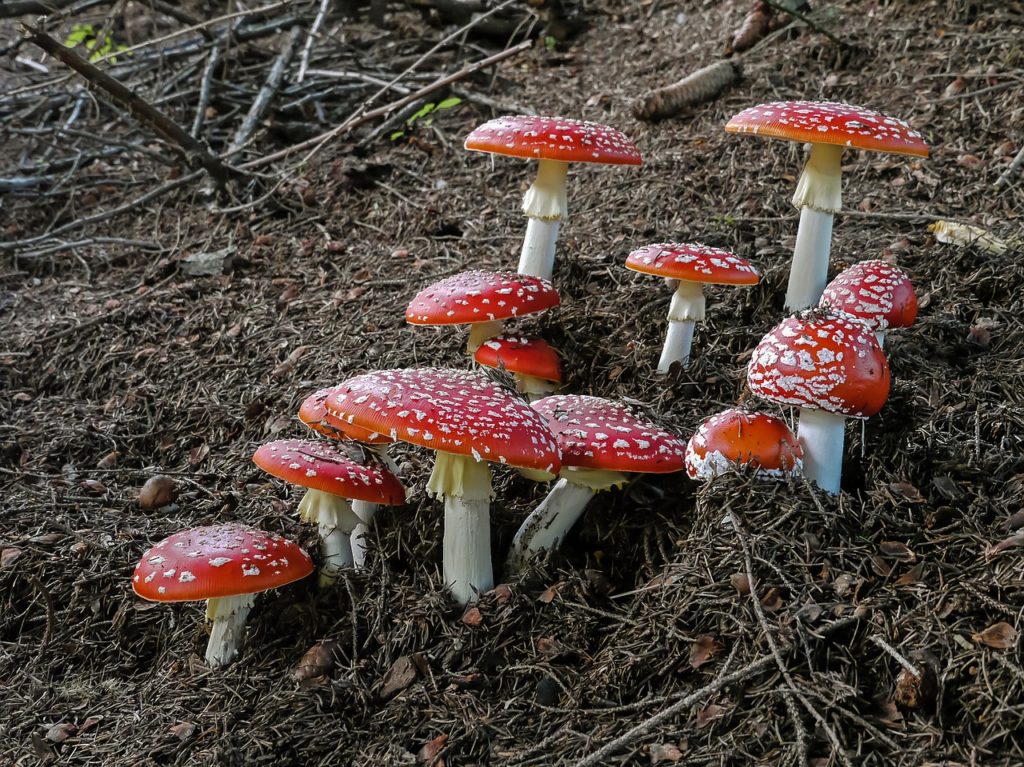 amanita, muscaria, amanita muscaria