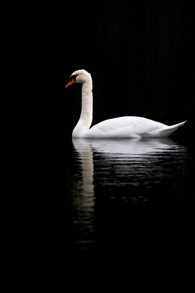 swan, sadness, melancholy
quiet, dark, and look like there is no struggling but the hardest effort ever under the water.