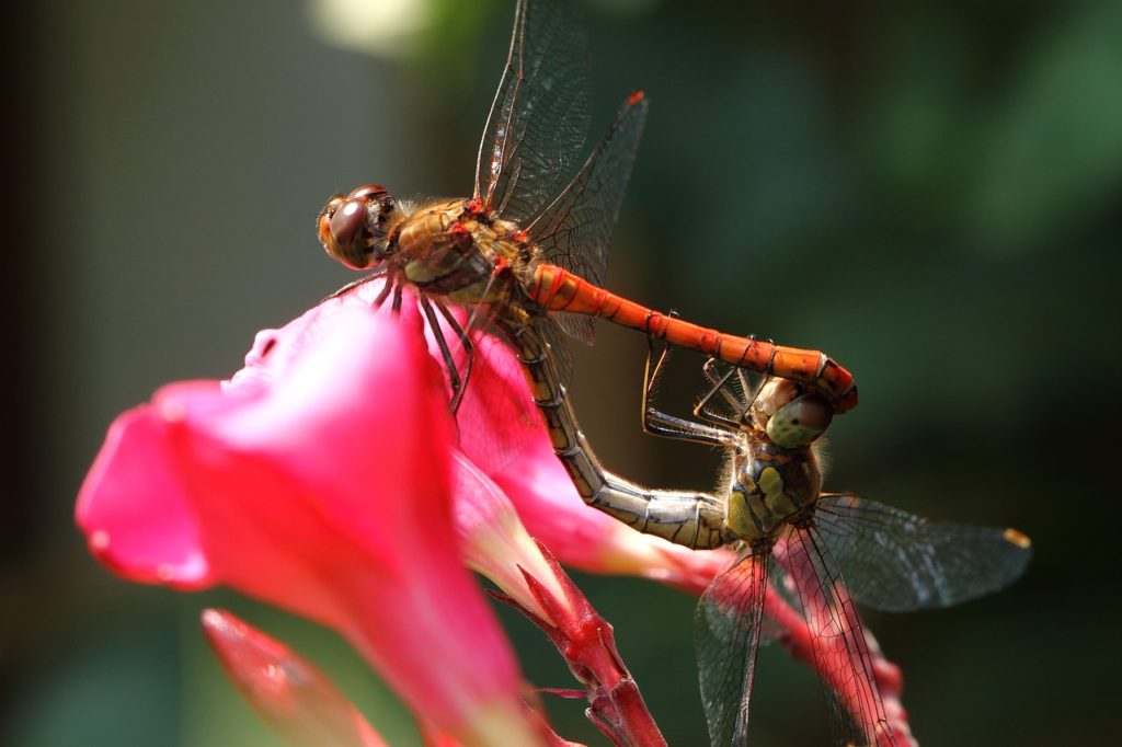 dragonfly, wasserjungfer, bug