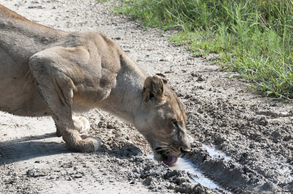 lioness, drinking, south africa