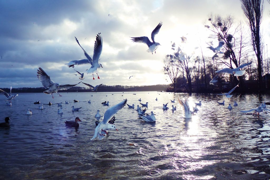 gulls śmieszki, sunset, lake-4736764.jpg