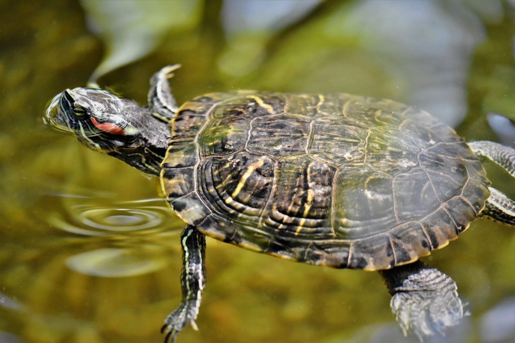 turtles, reptiles, tortoise shell-4832203.jpg