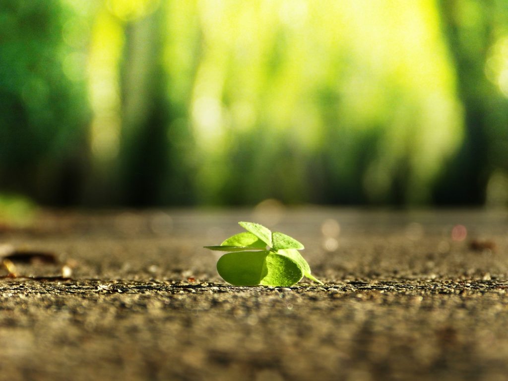 four leaf clover, road, green-3336774.jpg