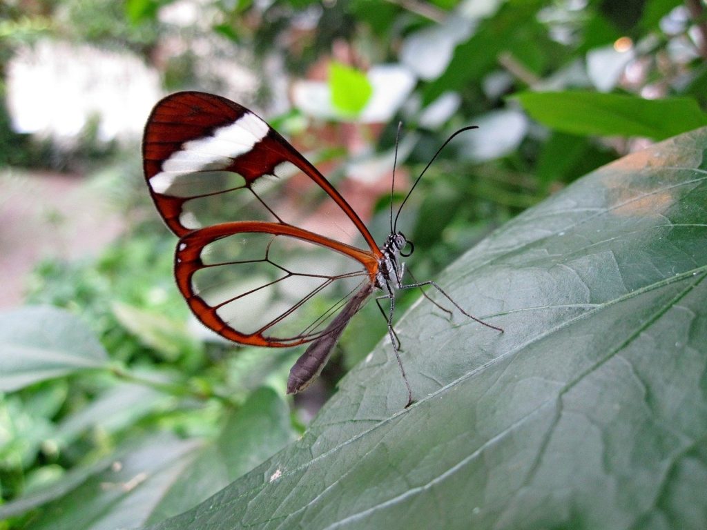 butterfly, glass wing butterfly, haetera piera-1685728.jpg