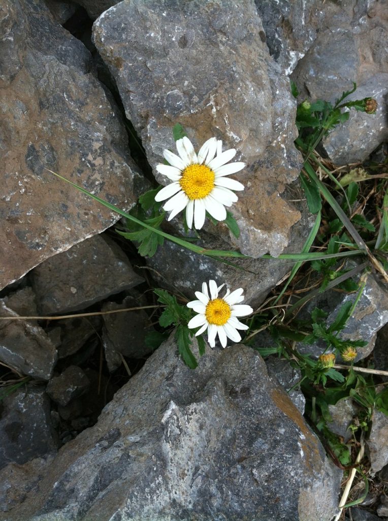 perseverance, hope, daisy-174886.jpg