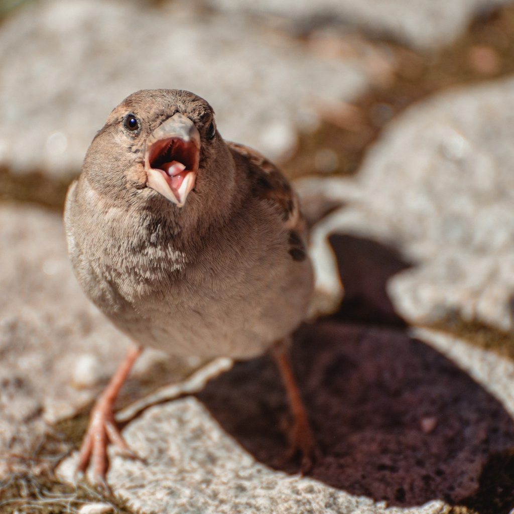 sparrow, bird, animal-7225877.jpg