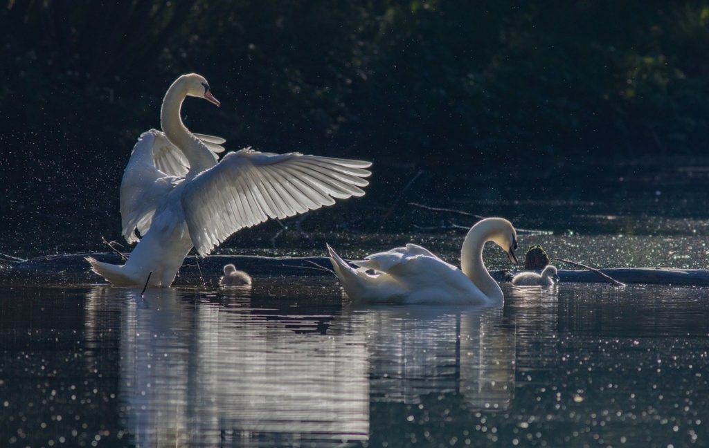 swans, birds, lake-7208744.jpg