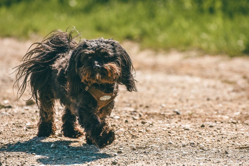 dog, mixed breed dog, outdoors-7265838.jpg