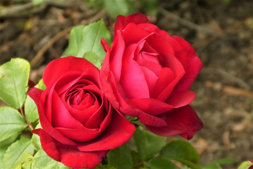 flower, rose, red rose-7230879.jpg