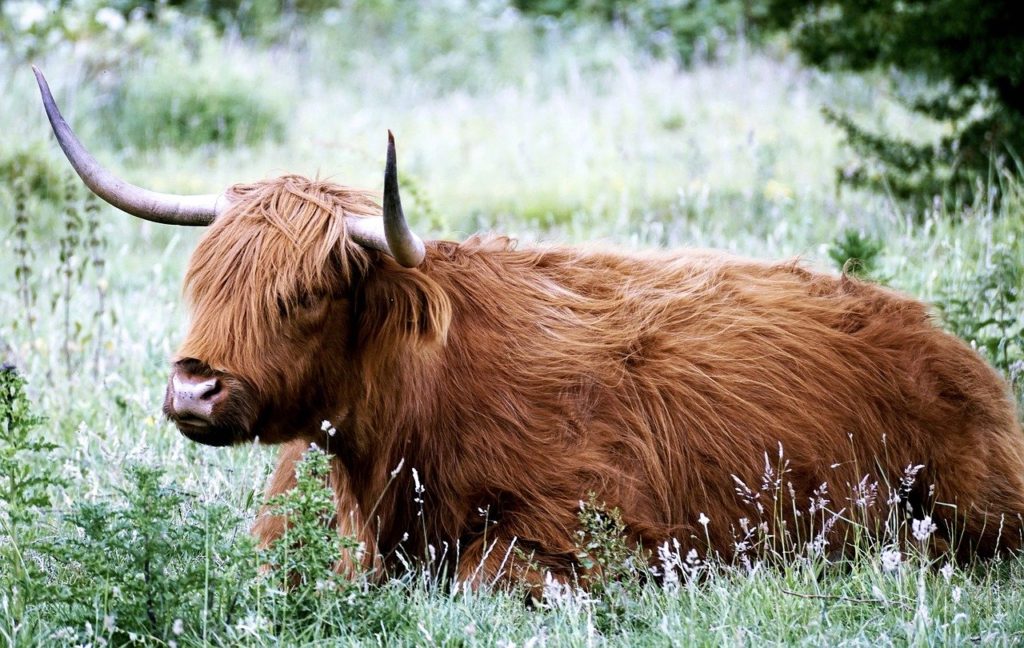 highland cattle, horns, hairy-2672931.jpg