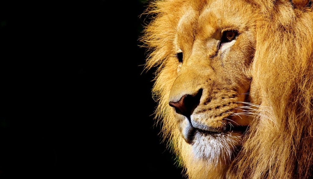 lion, king, face-2327225.jpg