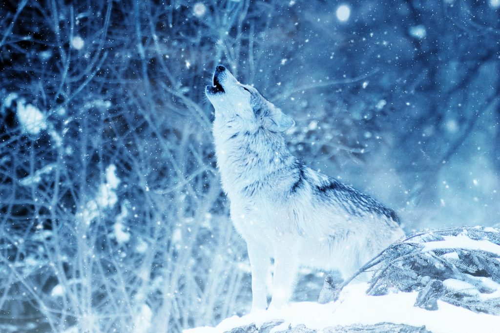 wolf, howl, animal-2288533.jpg