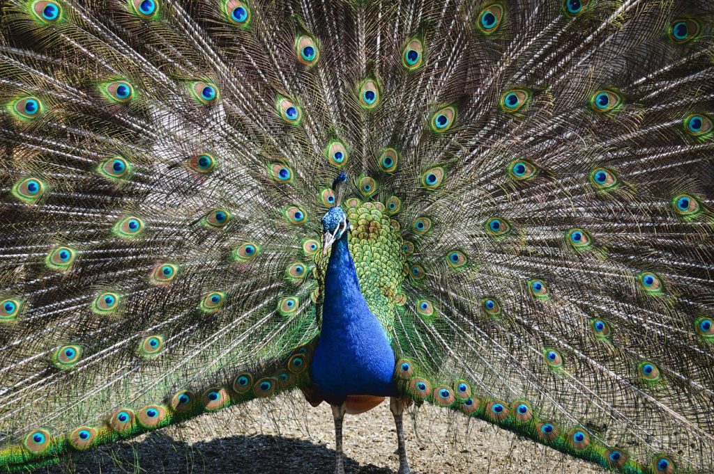 bird, peacock, ornithology-7305594.jpg