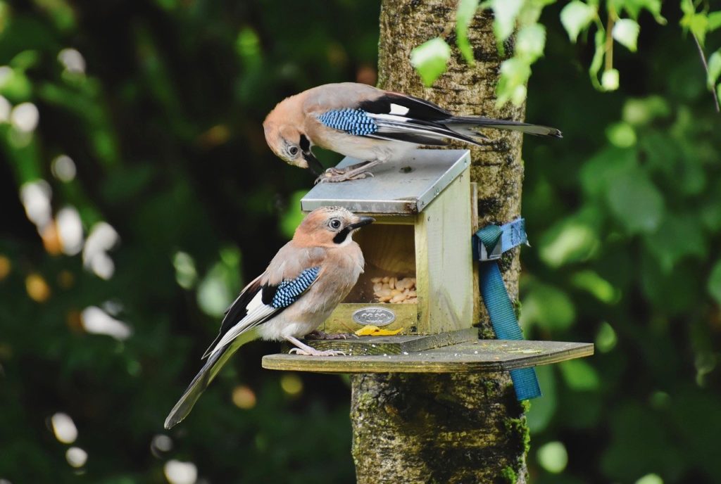 jay, birds, meeting-7298894.jpg