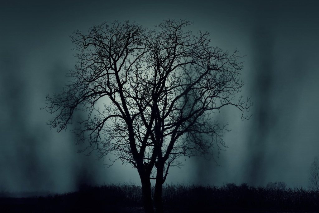 trees, silhouettes, mysterious-407256.jpg